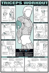 Arm Workout TRICEPS Professional Weight Training Fitness 24×36 POSTER Wall Chart