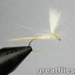 1 dozen (12) – Light Cahill – PARACHUTE