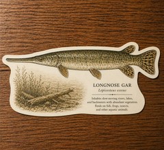 Longnose Gar Fish Sticker, Multicolor Glossy Vinyl, Easy to Apply