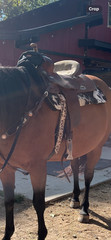 15 inch barrel saddle used new saddle professionals choice pad