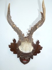 *** 1904 *** DATED BLACK FOREST CARVED ROE DEER ANTLERS MOUNT ROYAL DUKE CROWN