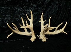 NON-TYPICAL WHITETAIL SHEDS – SET AE290 – TAXIDERMY, CRAFTS, MAN CAVE