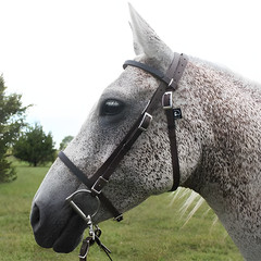 English Tack Horse Biothane Bridle with Reins in All Size & Color