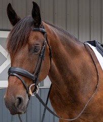 Dressage Black Bridle and Reins – Equitare Cadence – Removable Flash Noseband