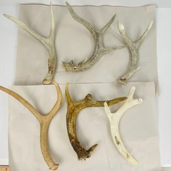 Lot 6 Shed Whitetail Deer Antlers Variety Found in MN Various States of Weather