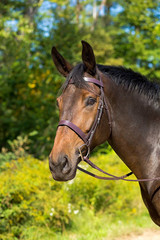 Avignon Middleburg Bridle Havana Cob