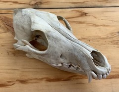 Coyote Skull Nature Cleaned Real Authentic Montana Coyote Skull