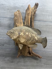 Taxidermy Crappie Fish Driftwood Mount 10 In Wood Log Cabin Decor Fishing