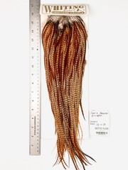 Whiting Farms Heritage Hackle Rooster Saddle – Dark Barred Ginger – Grade 2 #36