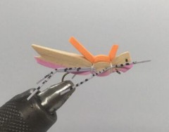 One Dozen (12) – Morrish Hopper – Pink – Terrestrial