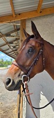 Leaders English Hunter Bridle Leather laced Reins Full Horse Size – No Flash