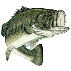 Fishing Bass Fish Sticker Decal Fishing Bumper Sticker Fish Auto Decal Car Tr…
